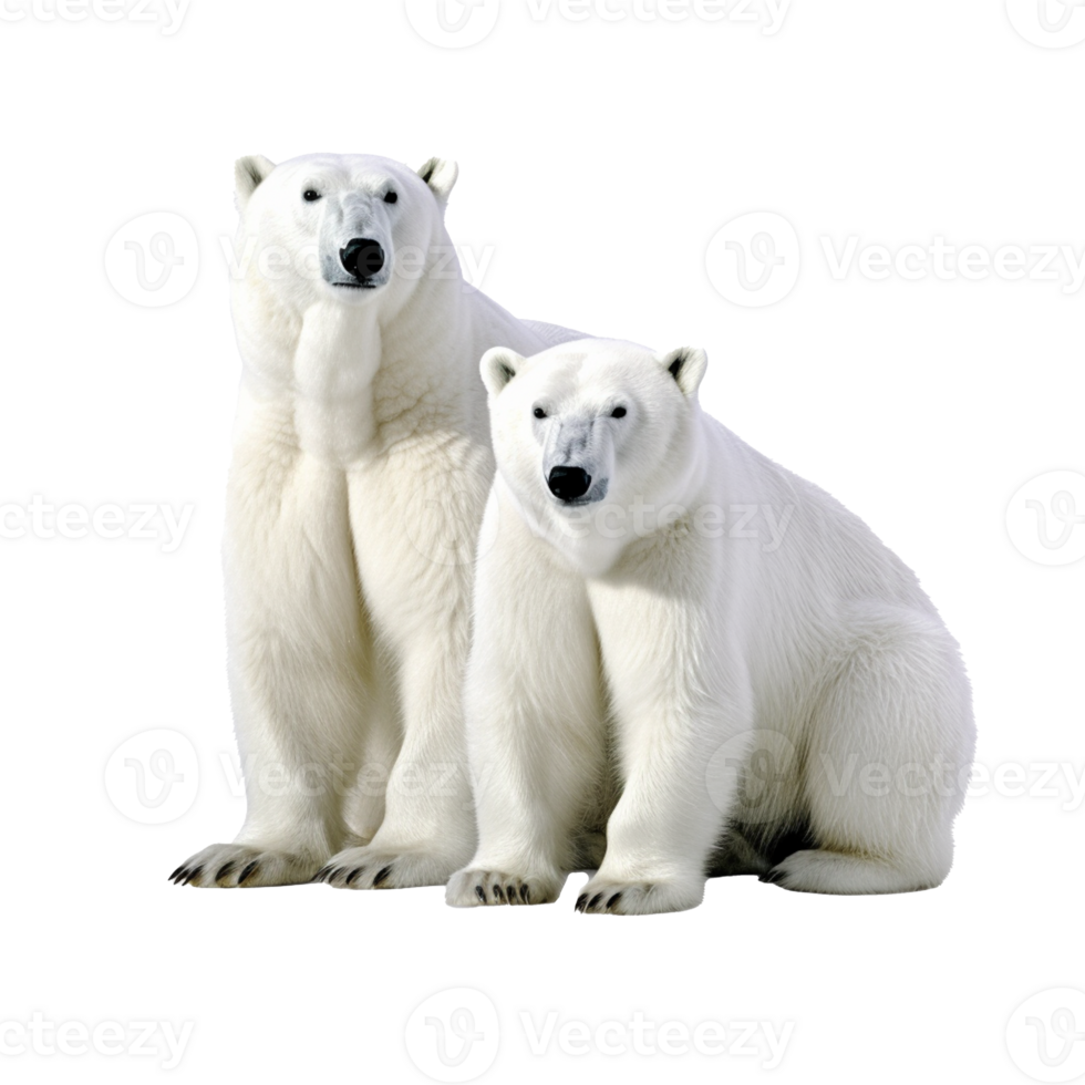 polar bear isolated on background with png