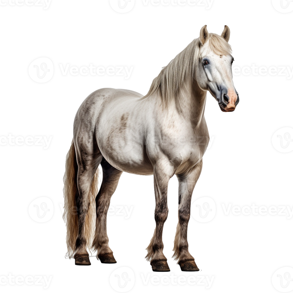 horse isolated on background with png