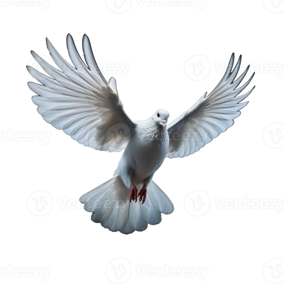 white dove isolated on background with png