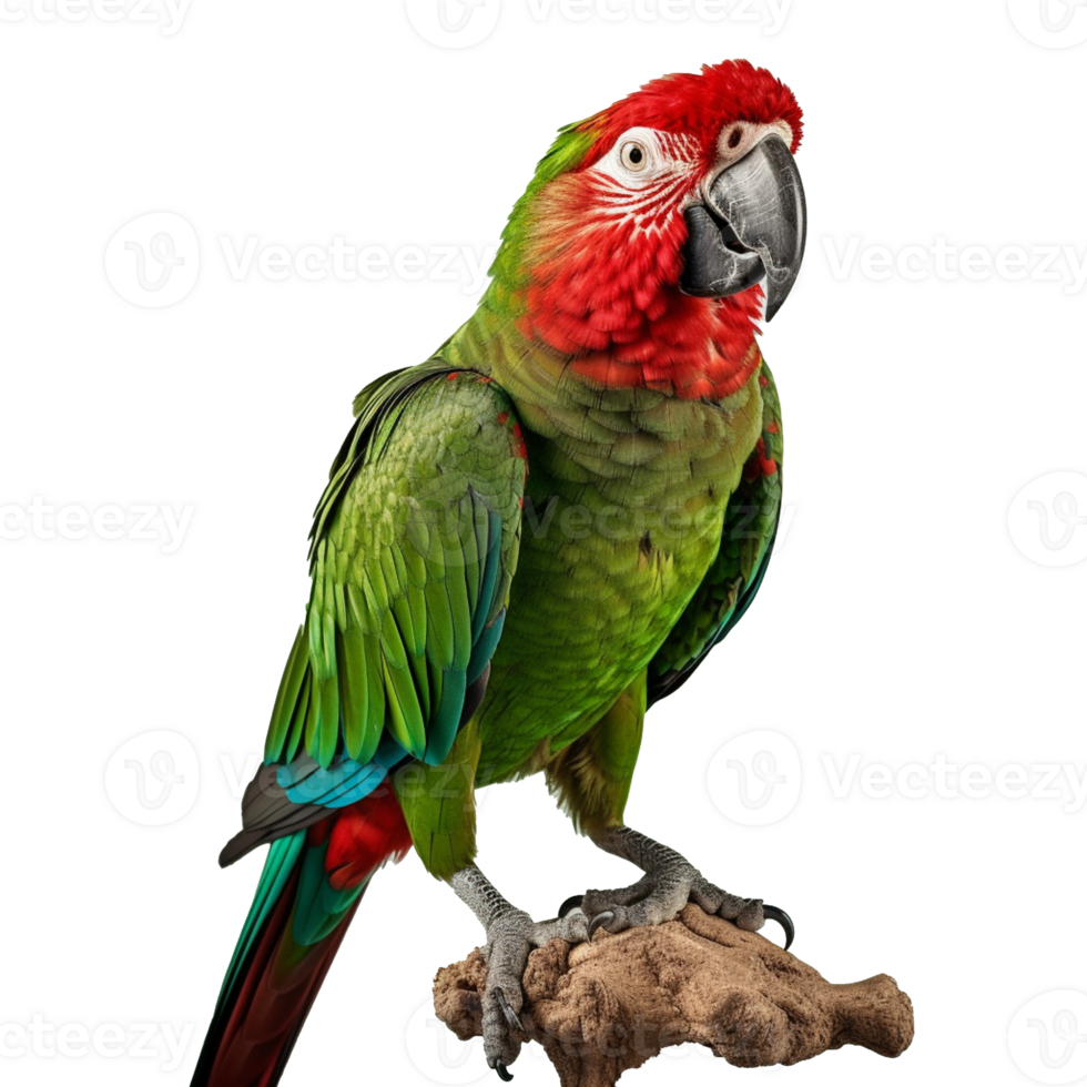 parrot isolated on background with png