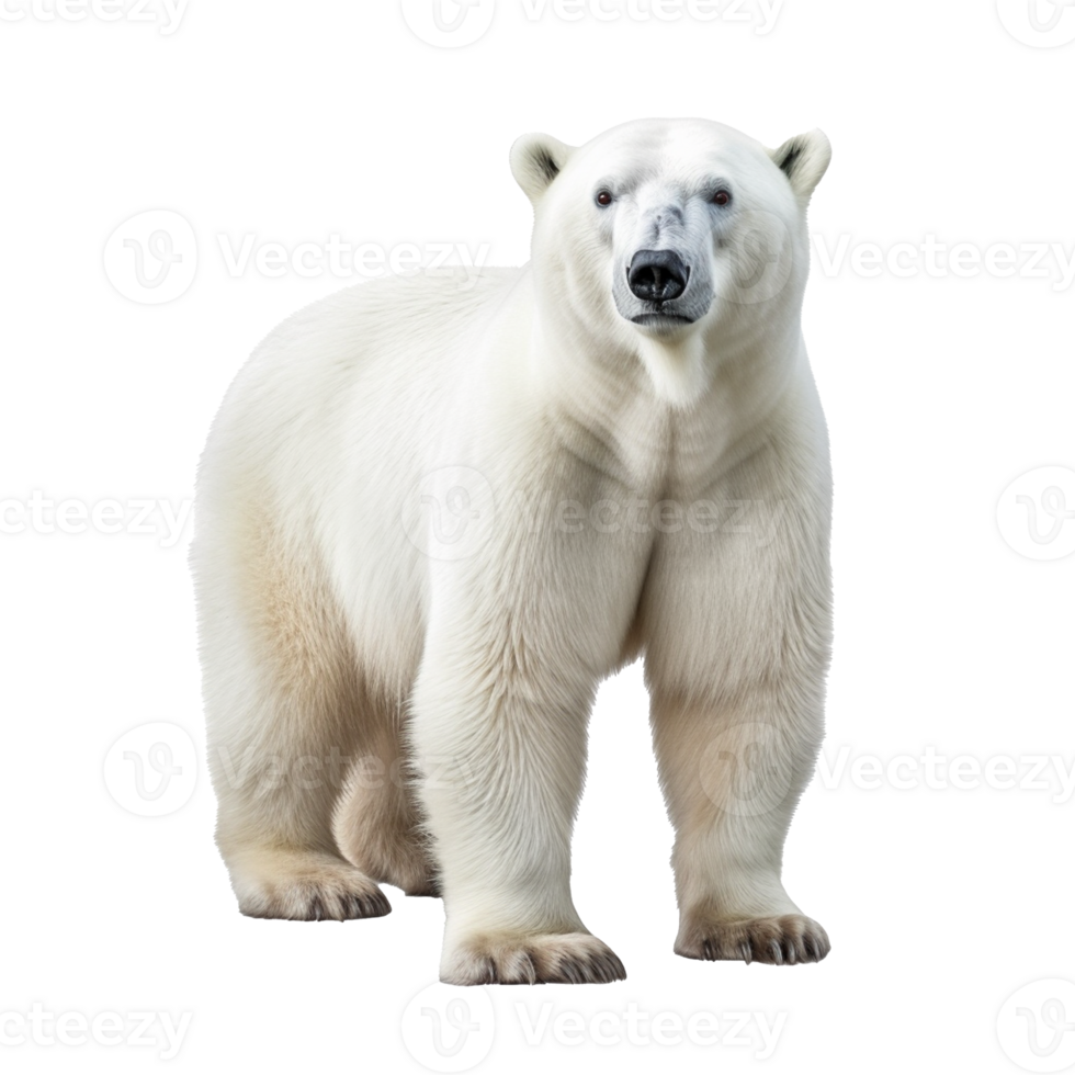 polar bear isolated on background with png