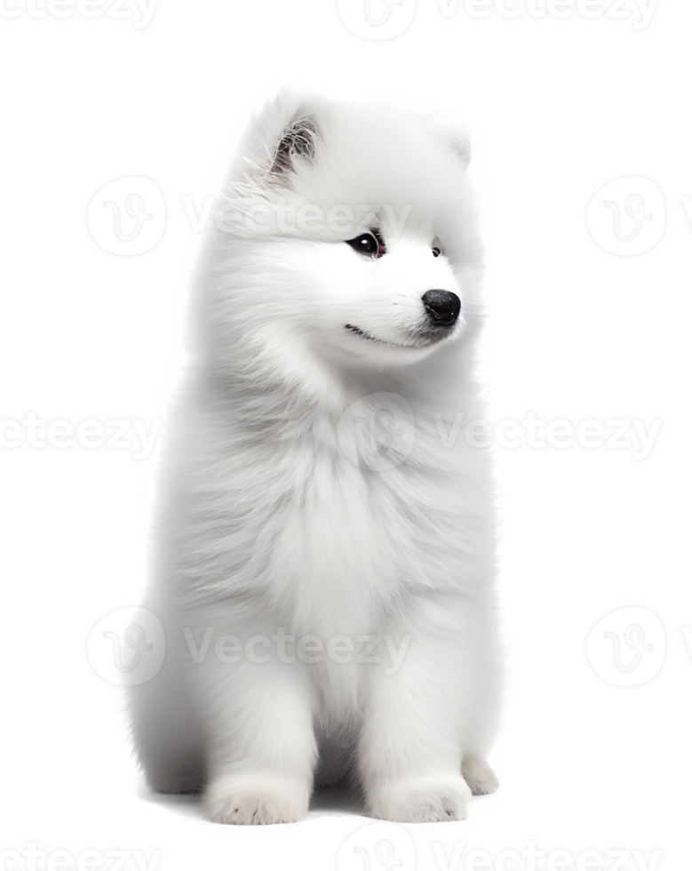 Fluffy small samoyed dog isolated on transparent background, created with png