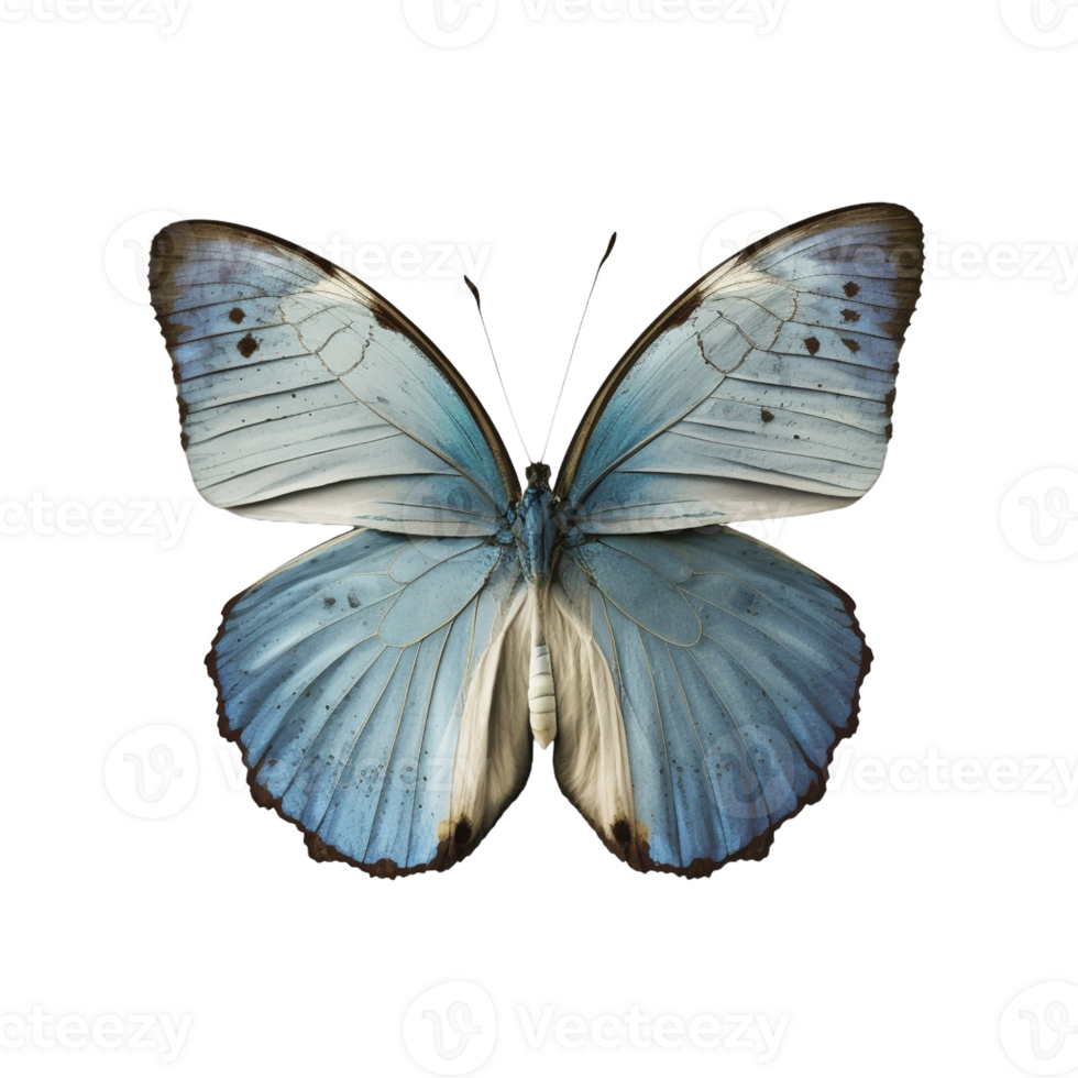 Flat lay view of the blue butterfly on transparent background, created with png