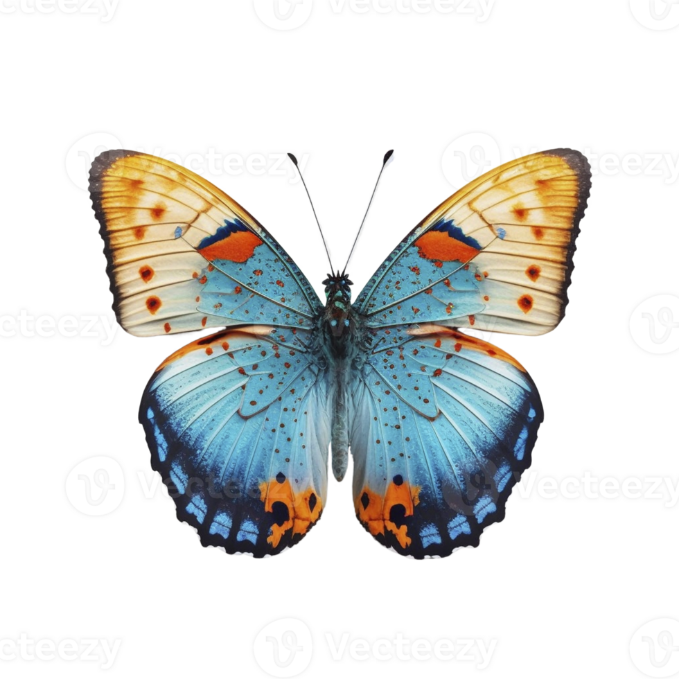 Flat lay view of the blue and orange butterfly on transparent background, created with png