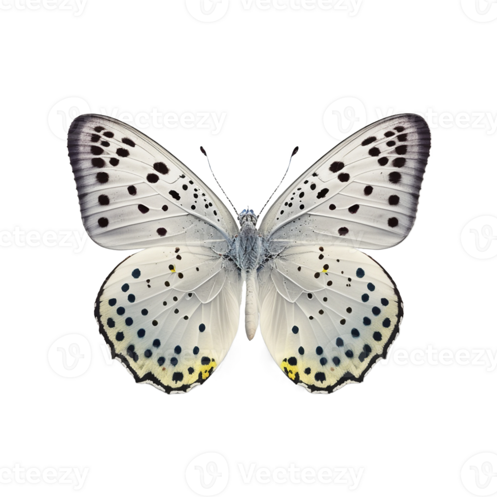 Flat lay view of the butterfly on transparent background, created with png