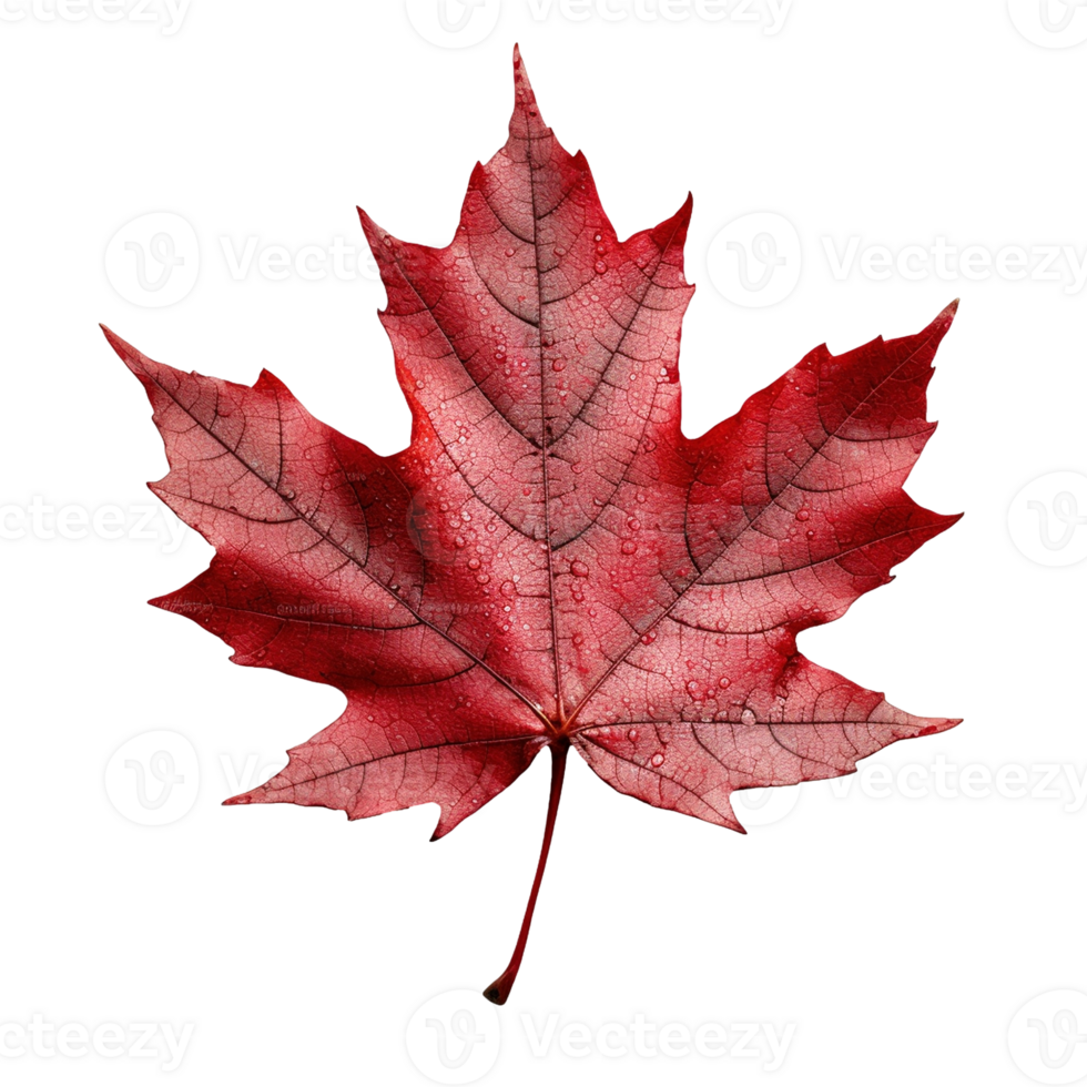 Red maple leaf isolated on transparent background, created with png