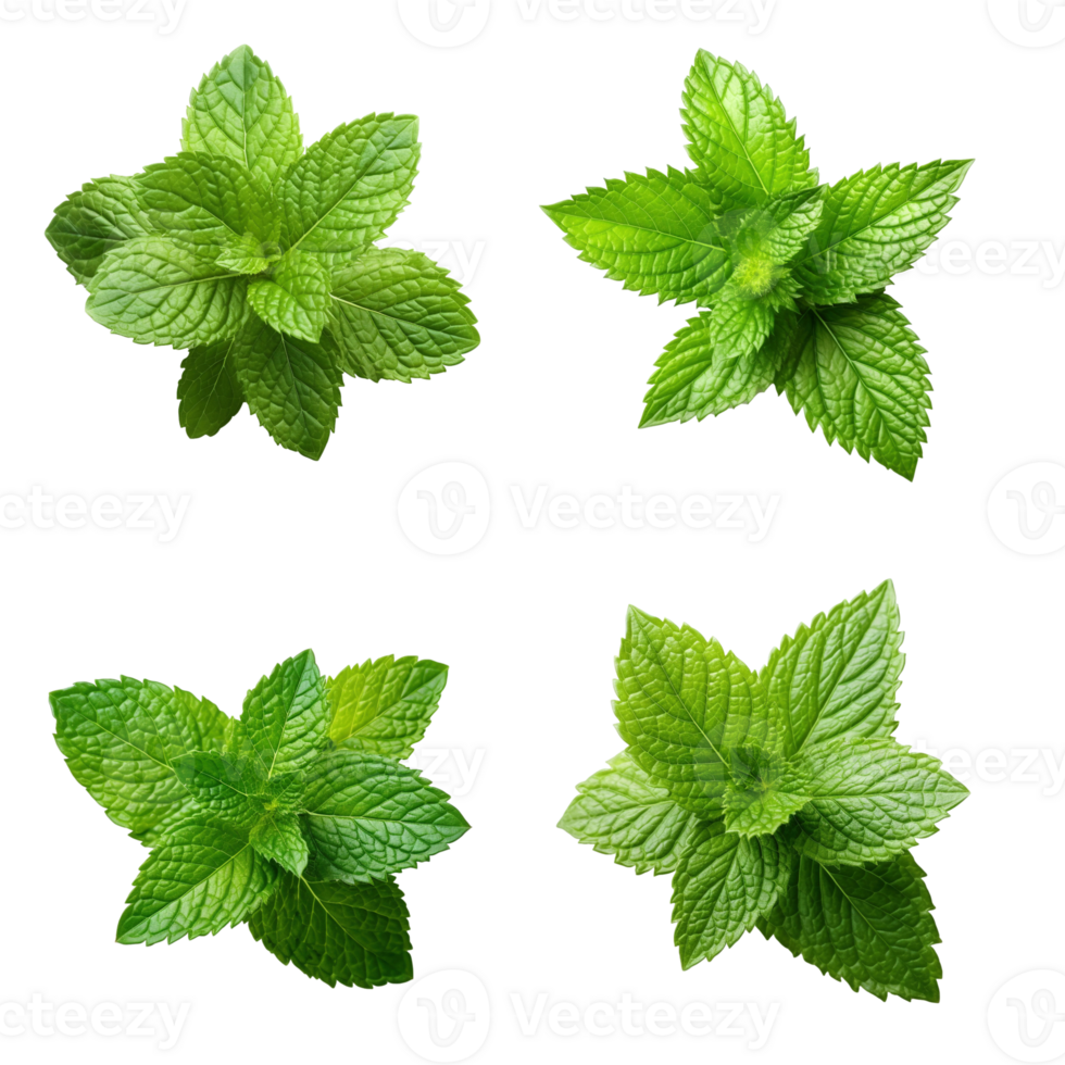 Fresh green mint leaves isolated on transparent background, created with png