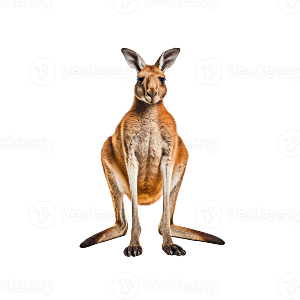 Kangaroo isolated on transparent background, created with png