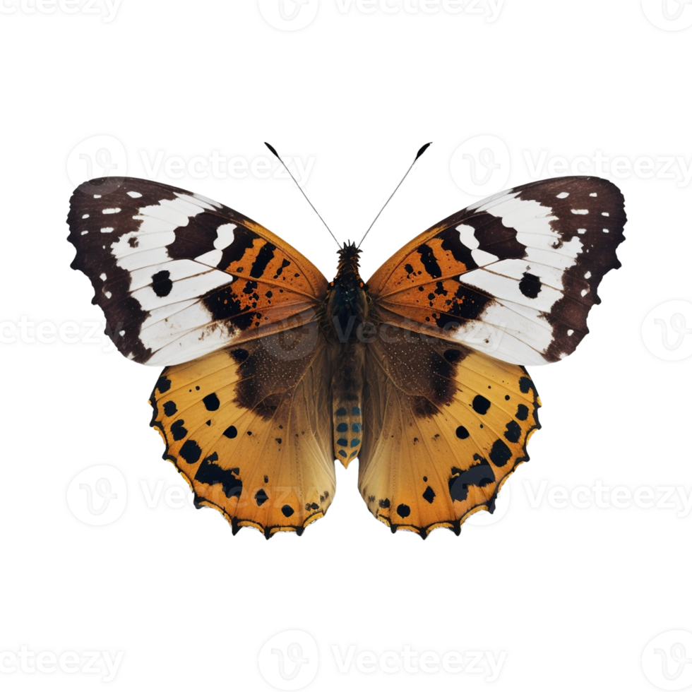 Flat lay view of the butterfly on transparent background, created with png