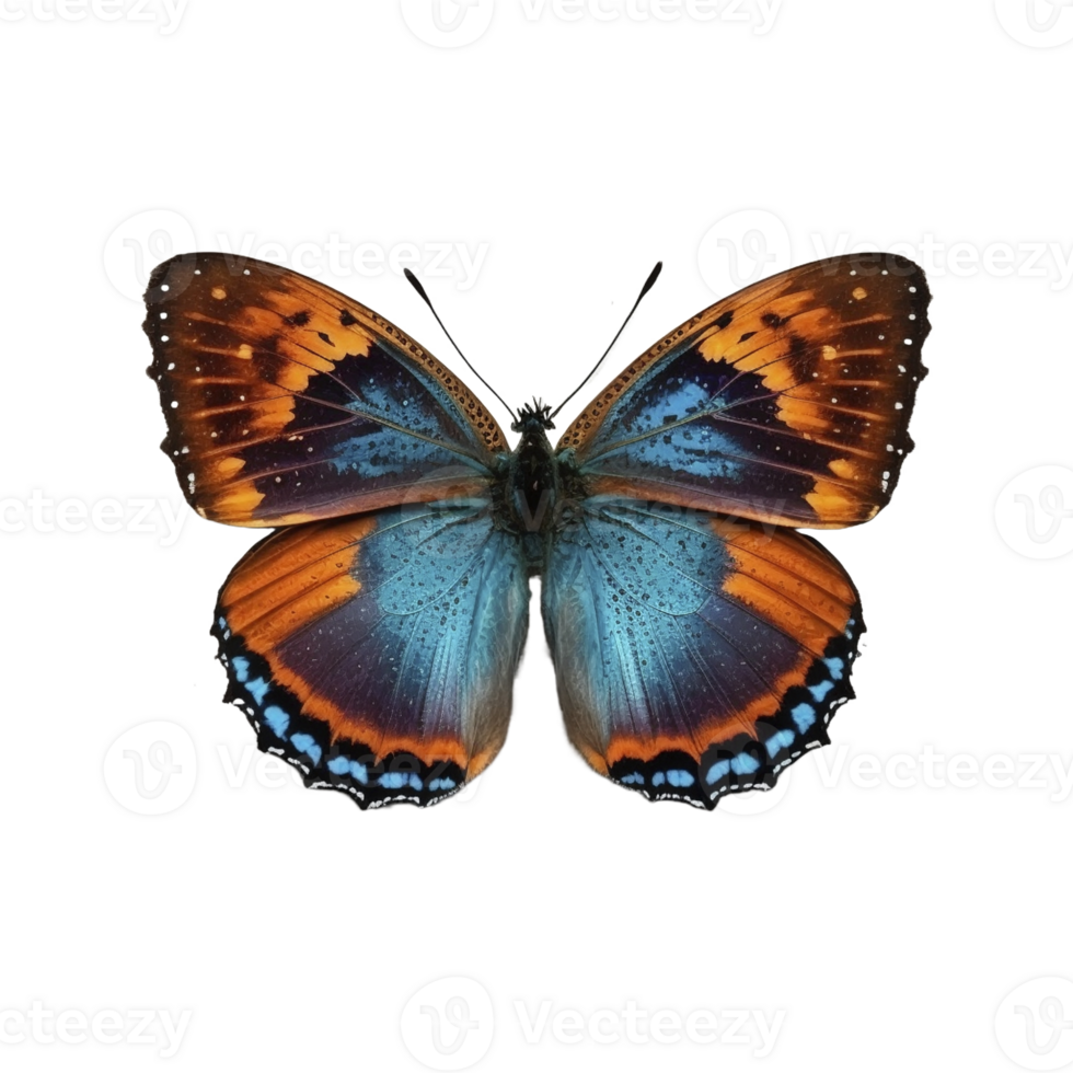 Flat lay view of the blue and orange butterfly on transparent background, created with png