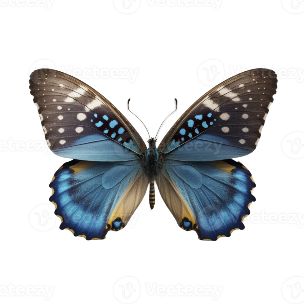Flat lay view of the blue butterfly on transparent background, created with png