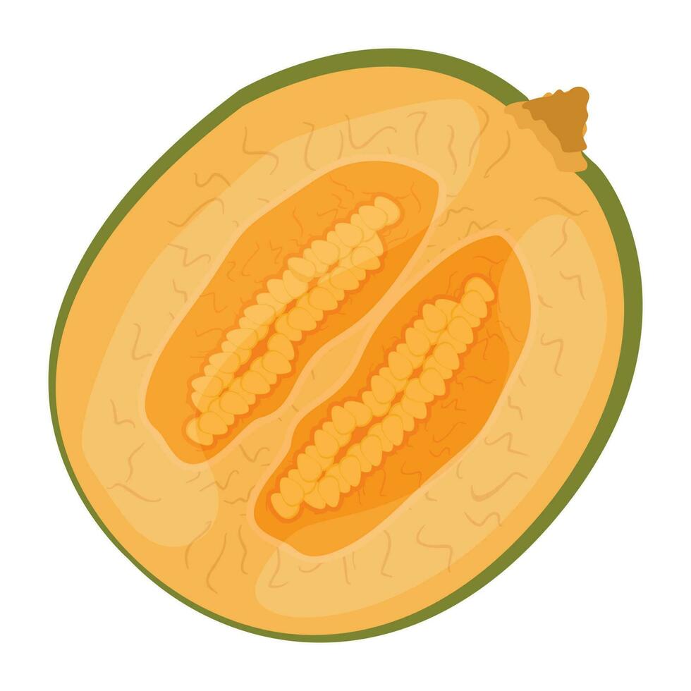 A round shaped fruit having small seeds, cantaloupe vector