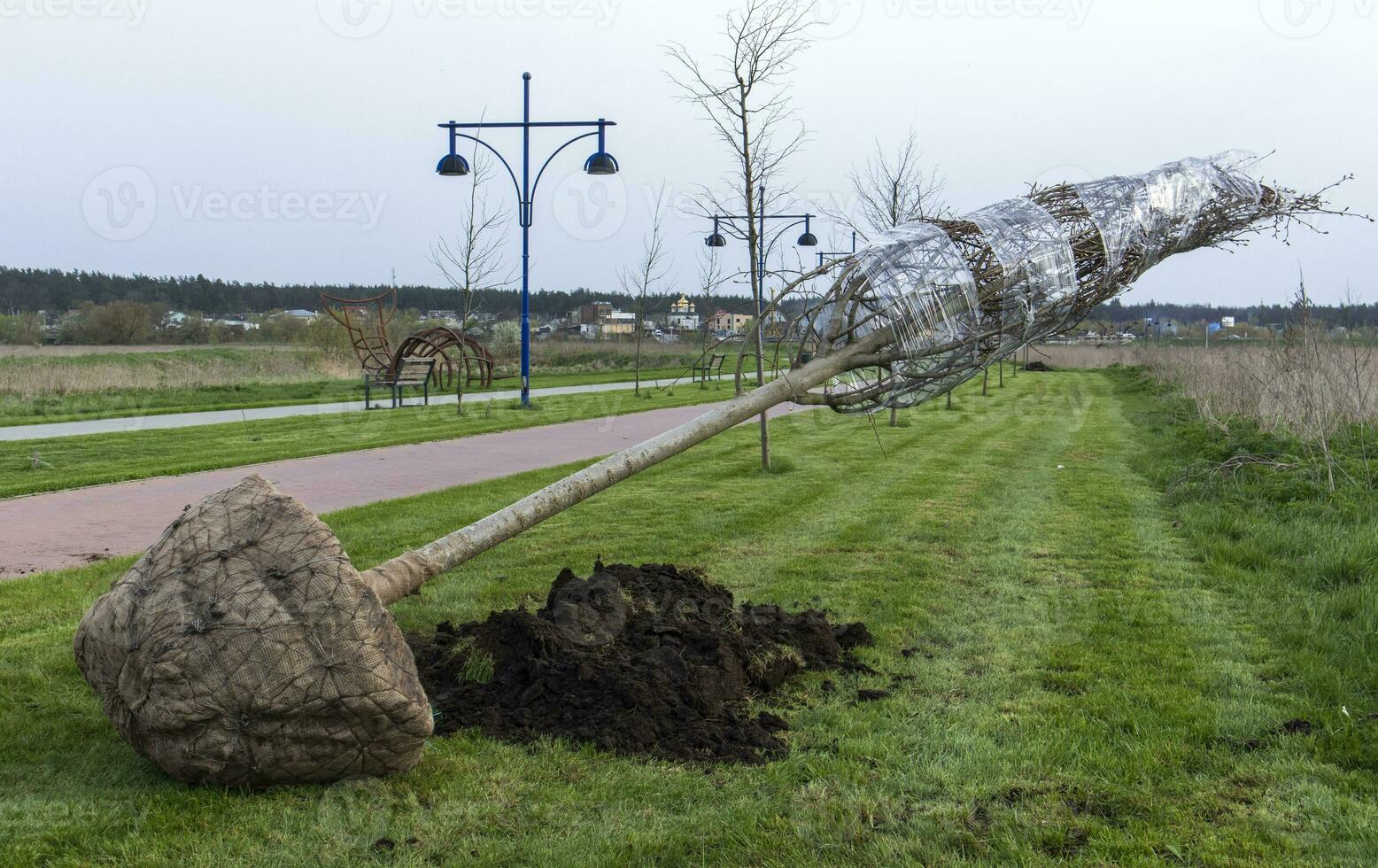 A sapling of young trees is planted in a city park. Newly created alley of young trees in the park. City landscape design concept. seedling ready for planting in city park, landscaping concept. photo