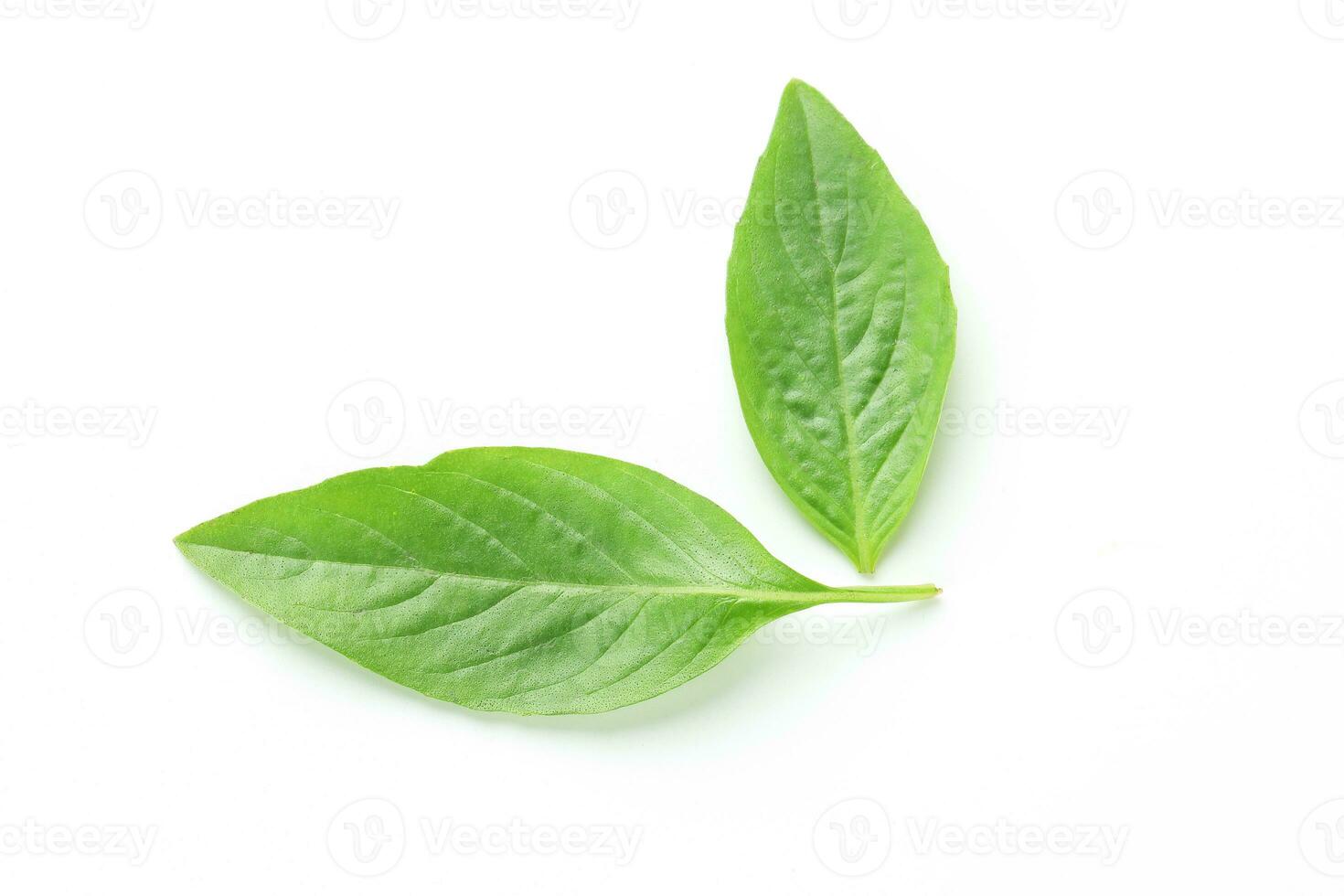Asian Thai basil photo