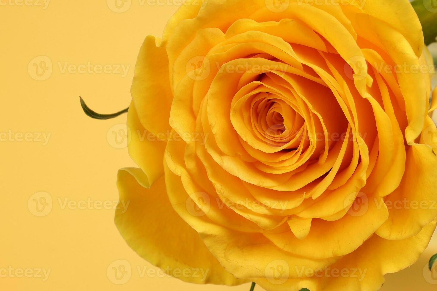 Yellow rose flower closeup macro petals circle on yellow paper background photo