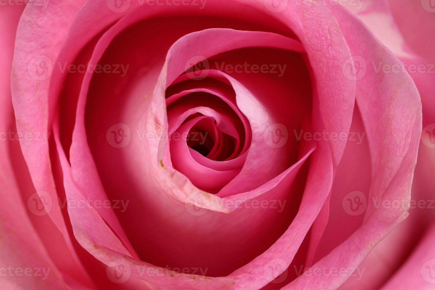 Pink rose flower closeup macro petals circle photo