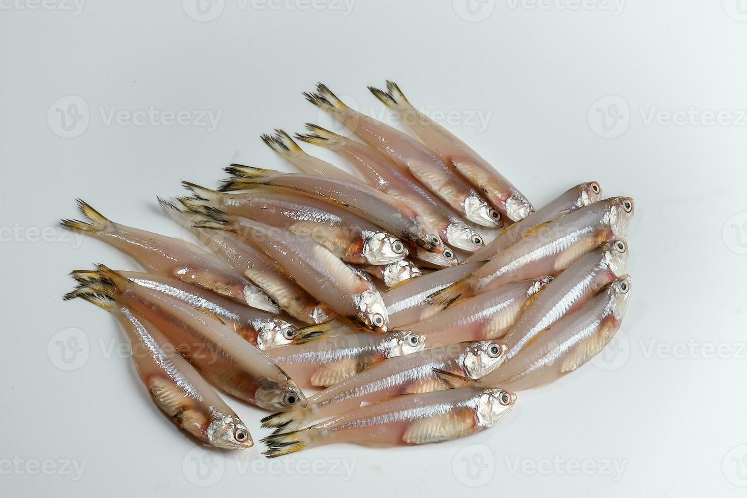 Fresh Raw Commersons Hardenbergs Indian Deviss Long Jawed Teri Anchovy