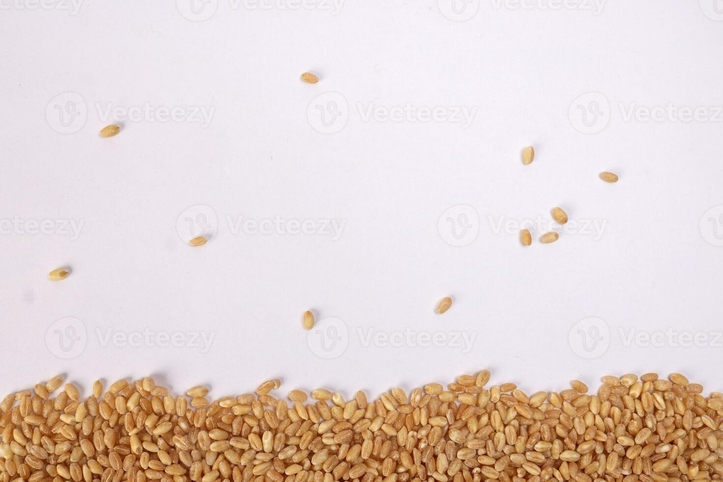 Wheat grain horizontal line frame border copy text space on white background photo