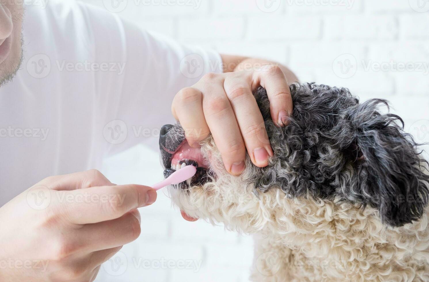 Owner brushing teeth of cute dog at home photo