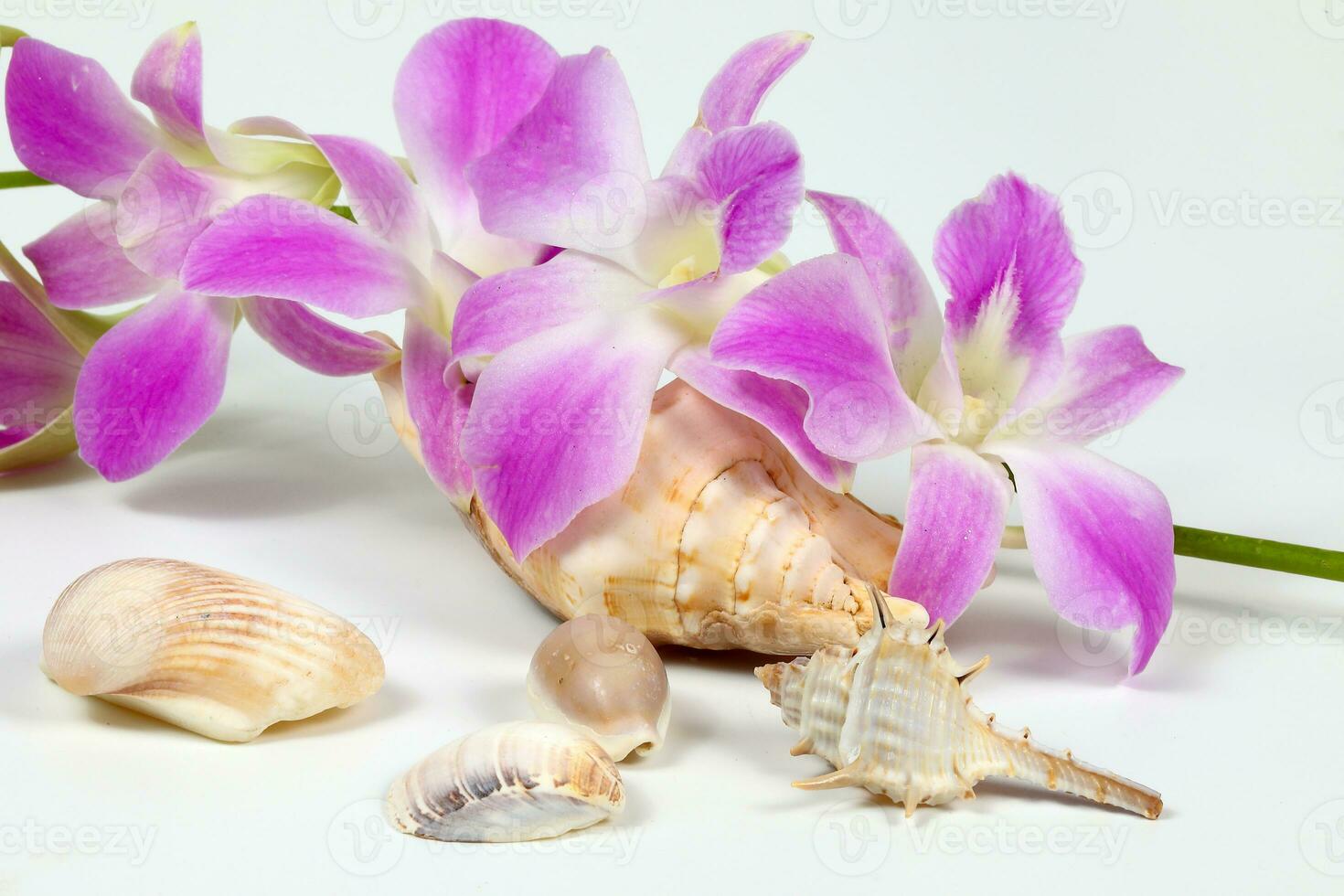 Colorful Orchid Flower Seashell photo