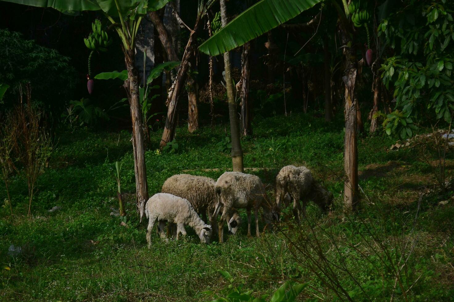 Animals prepared for slaughter during Eid al-Adha. Sacrifice or Sacrifice Day on Eid al-Adha in Indonesia. photo