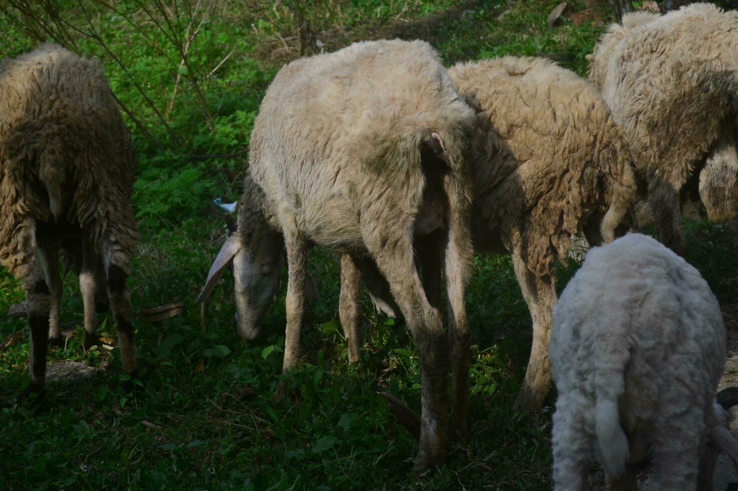 Animals prepared for slaughter during Eid al-Adha. Sacrifice or Sacrifice Day on Eid al-Adha in Indonesia. photo
