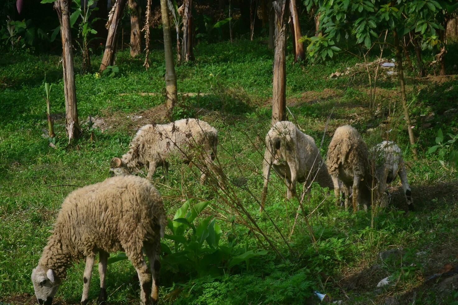 Animals prepared for slaughter during Eid al-Adha. Sacrifice or Sacrifice Day on Eid al-Adha in Indonesia. photo