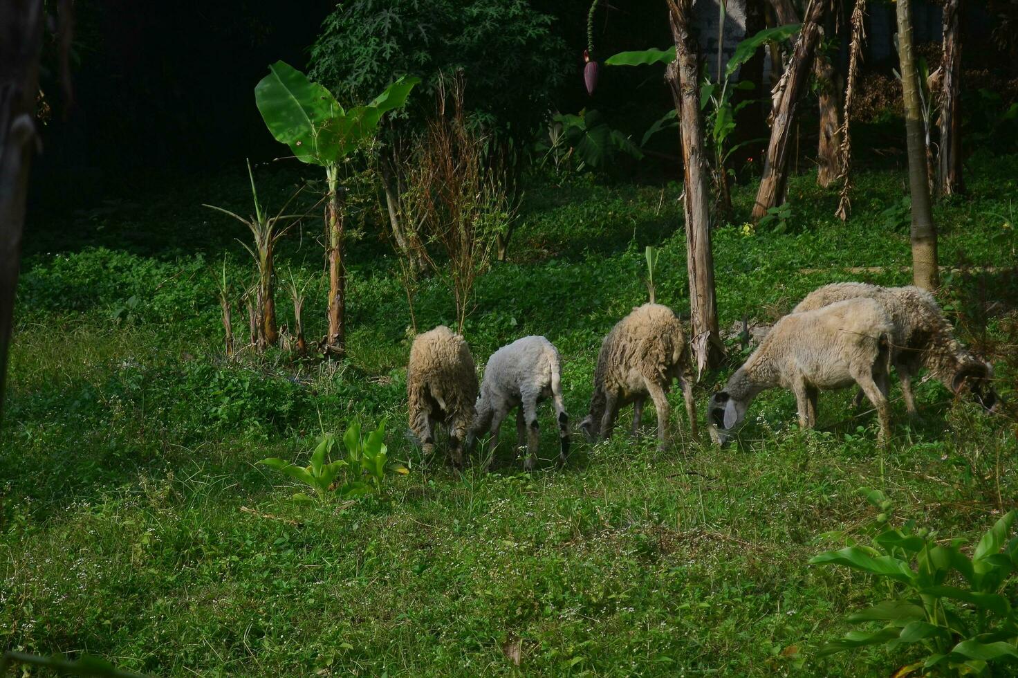 Animals prepared for slaughter during Eid al-Adha. Sacrifice or Sacrifice Day on Eid al-Adha in Indonesia. photo