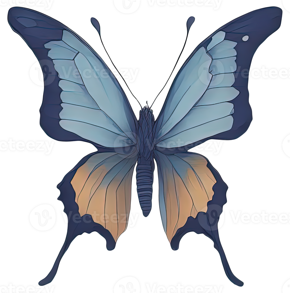 Watercolor Butterfly isolated. png