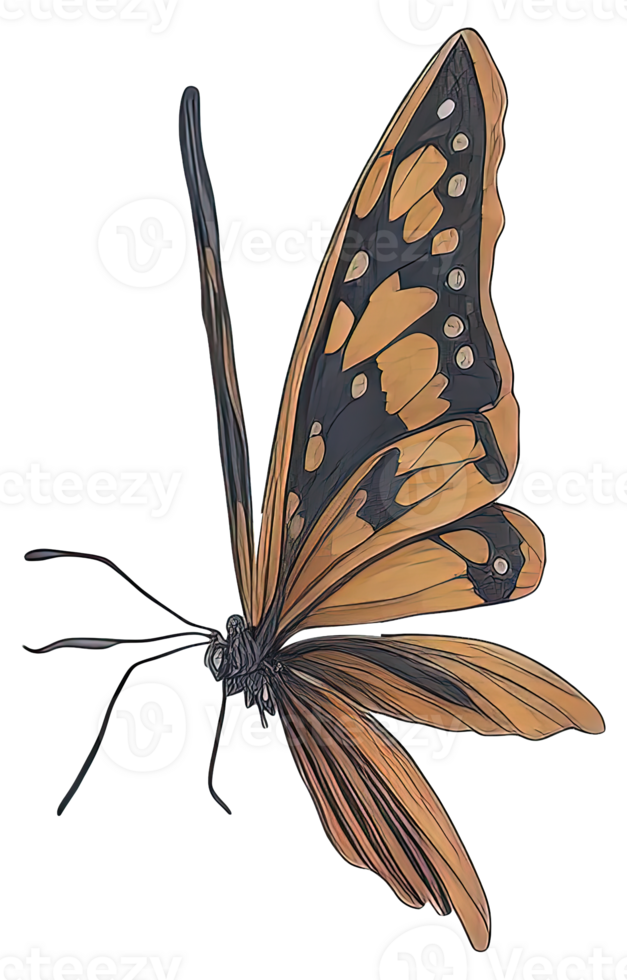 Watercolor Butterfly isolated. png