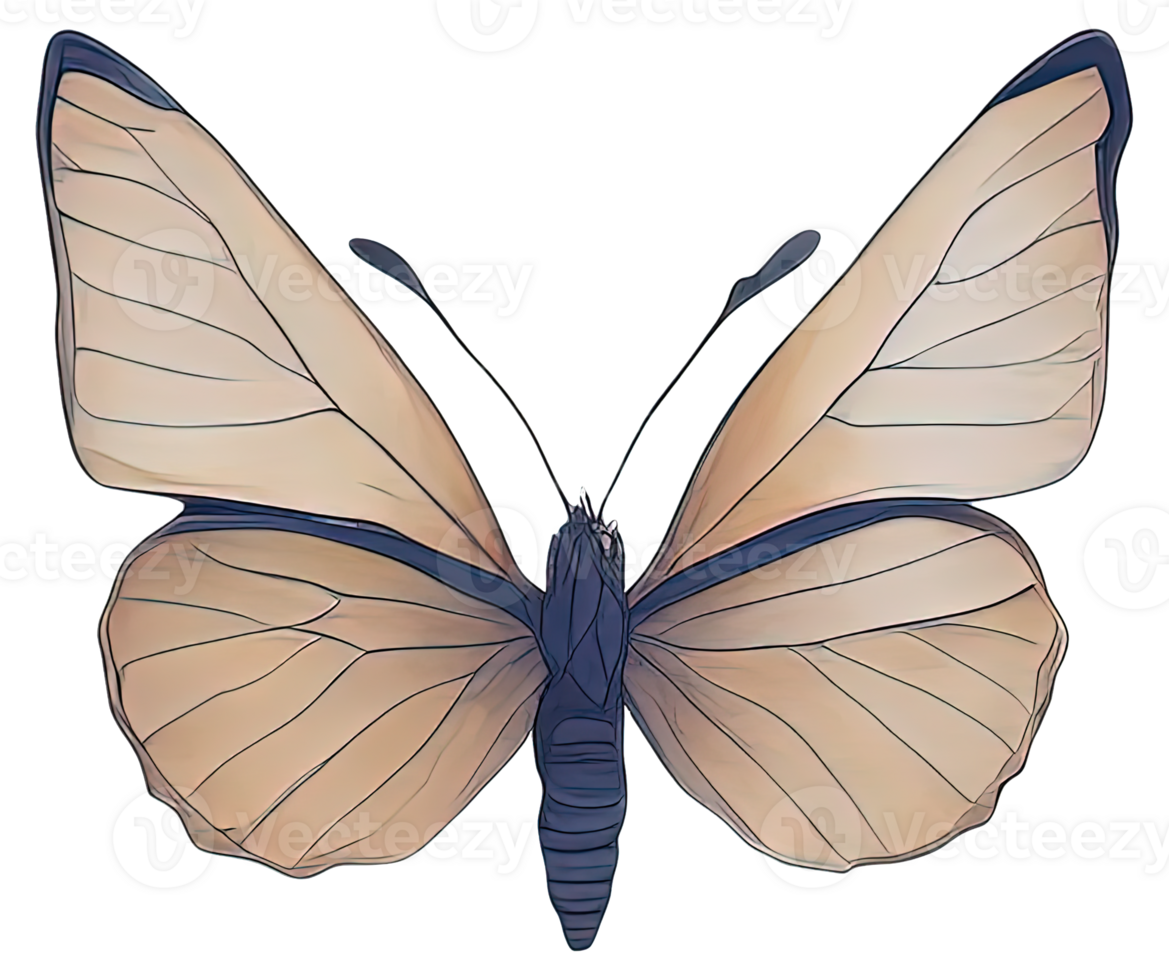 Watercolor Butterfly isolated. png