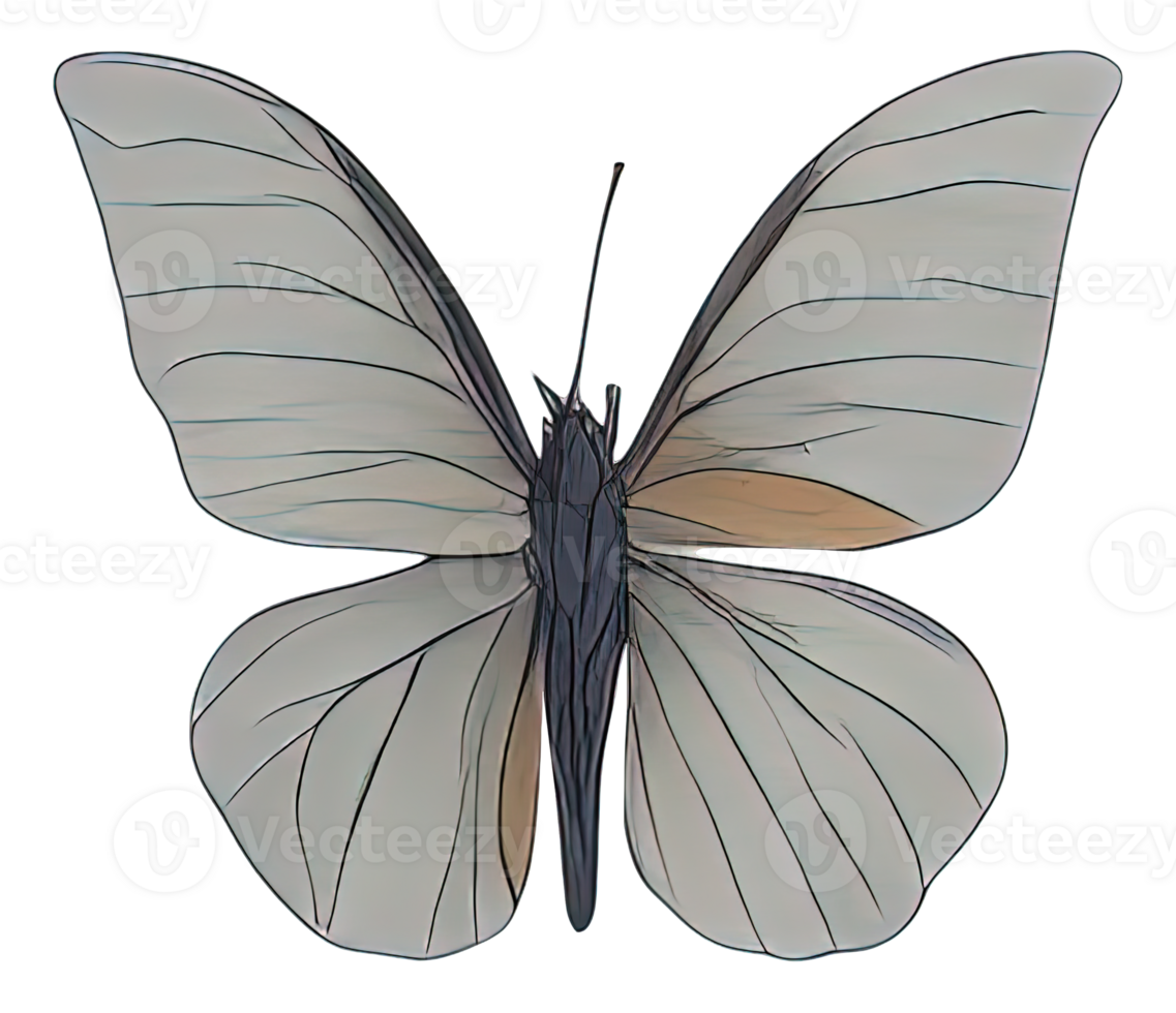Watercolor Butterfly isolated. png