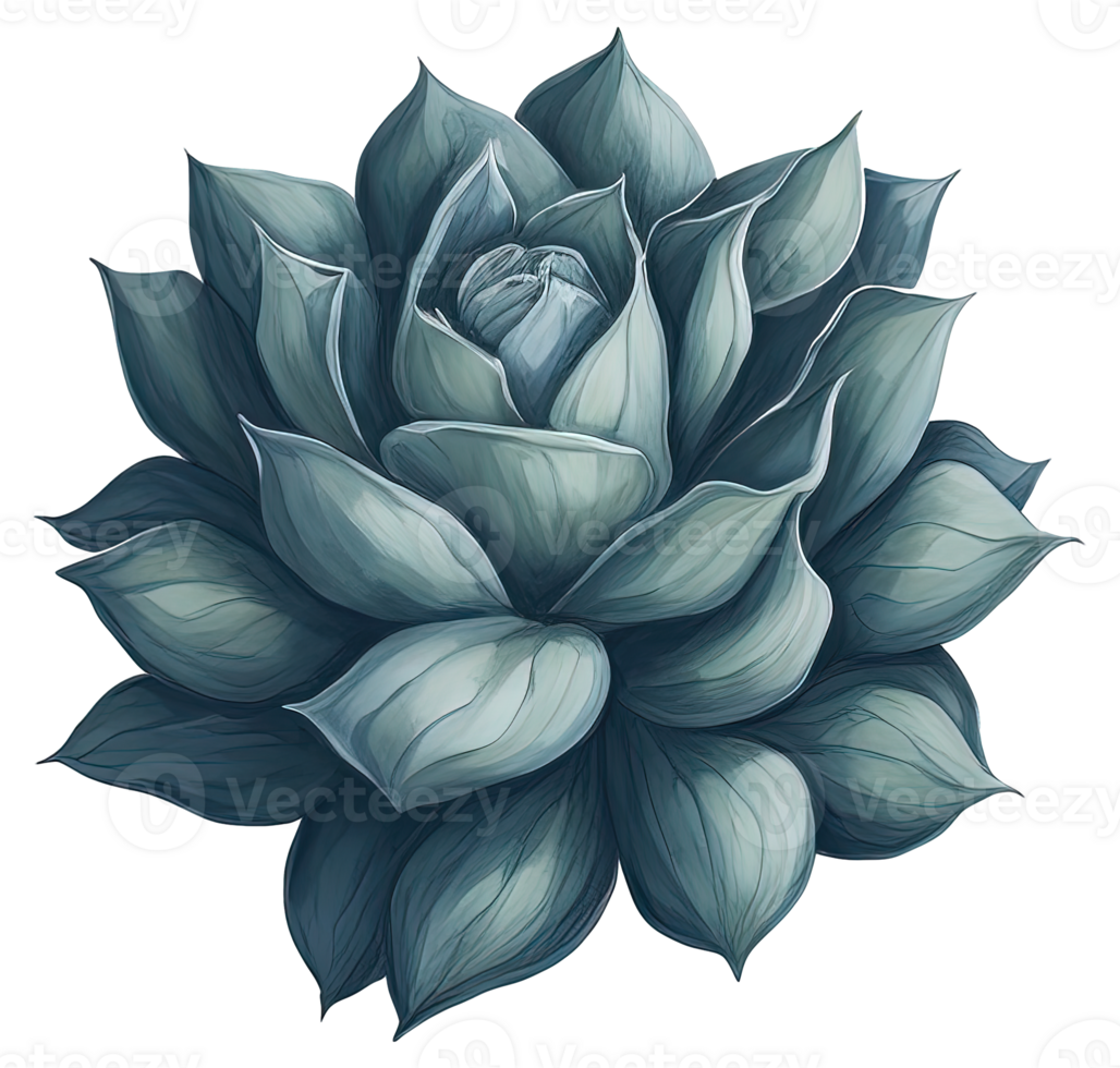 Watercolor Succulent illustration. png