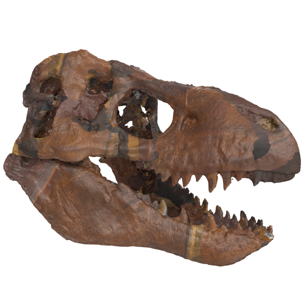 3D Rendering Of Dinasour Skull png