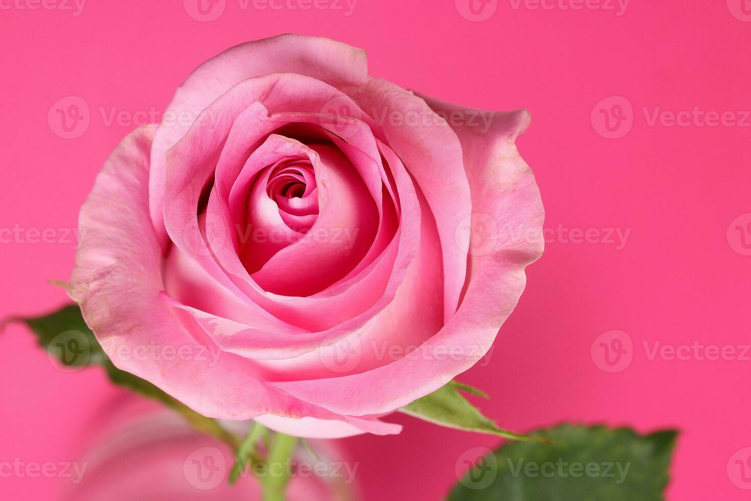 Pink rose flower closeup macro petals circle on pink paper background photo