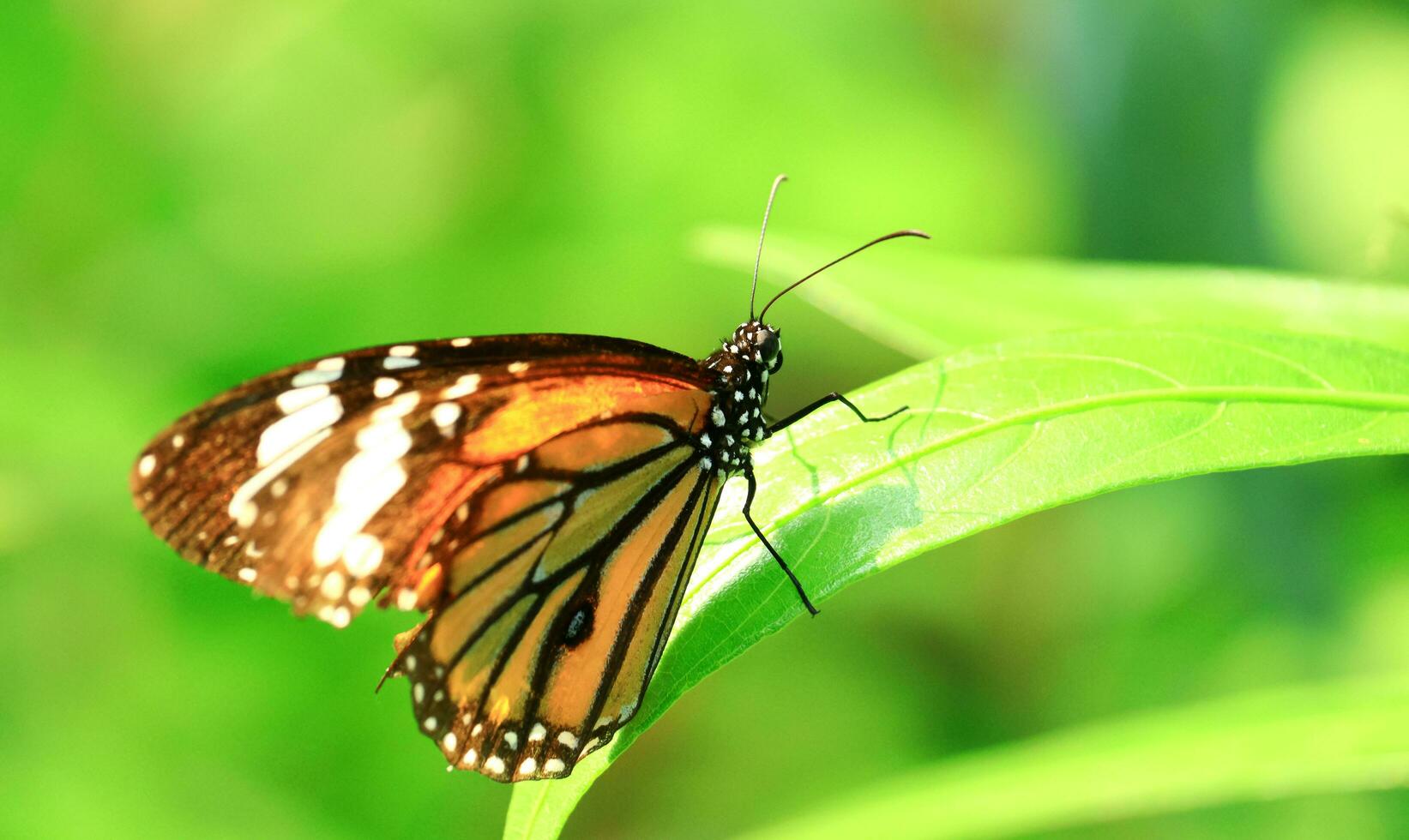 vistoso mariposa y hermosa patrones. mariposas alimentar en néctar desde flores en el Mañana. foto