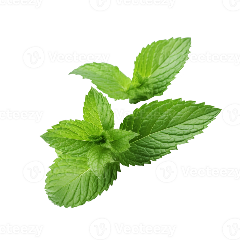 https://static.vecteezy.com/system/resources/previews/024/514/773/non_2x/green-fresh-mint-leaf-png.png