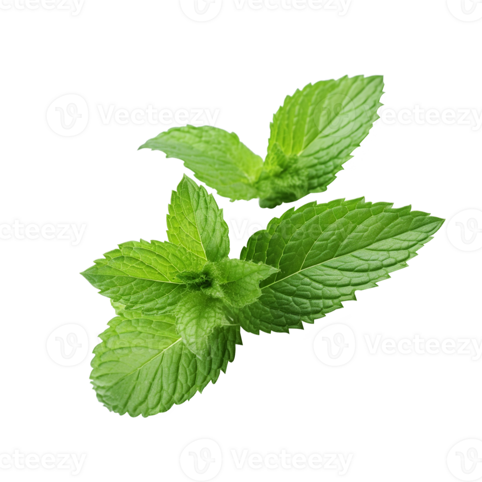 verde Fresco menta hoja png