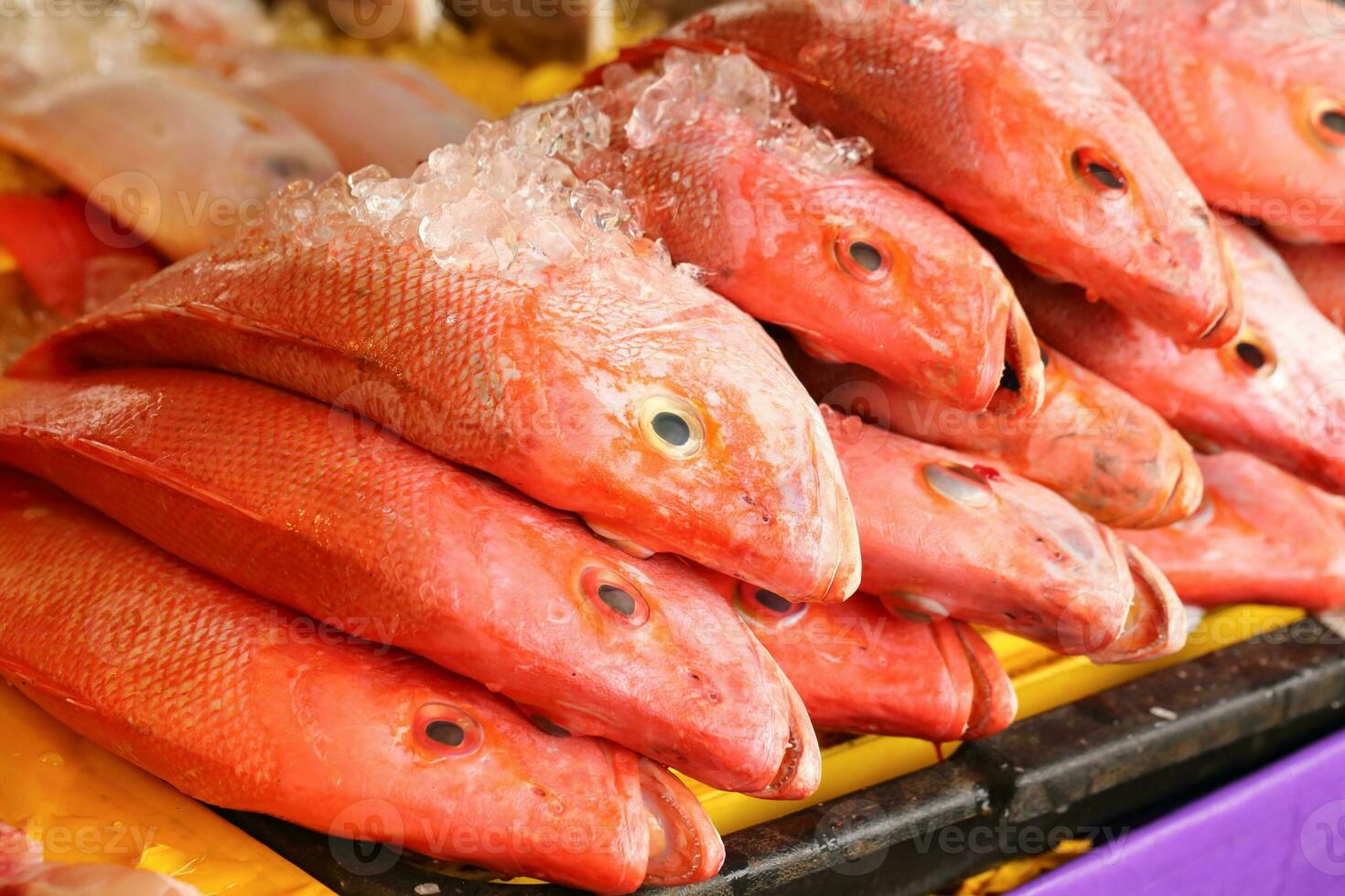 Red Snapper Fish on ice at fish stall photo