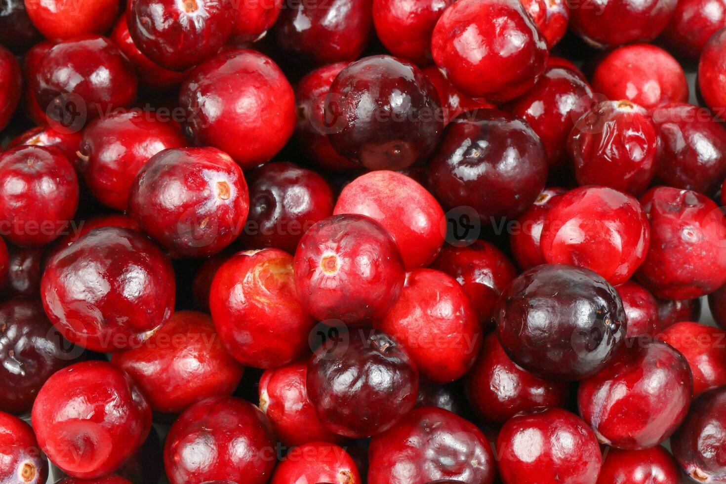 Small Red Cranberry photo