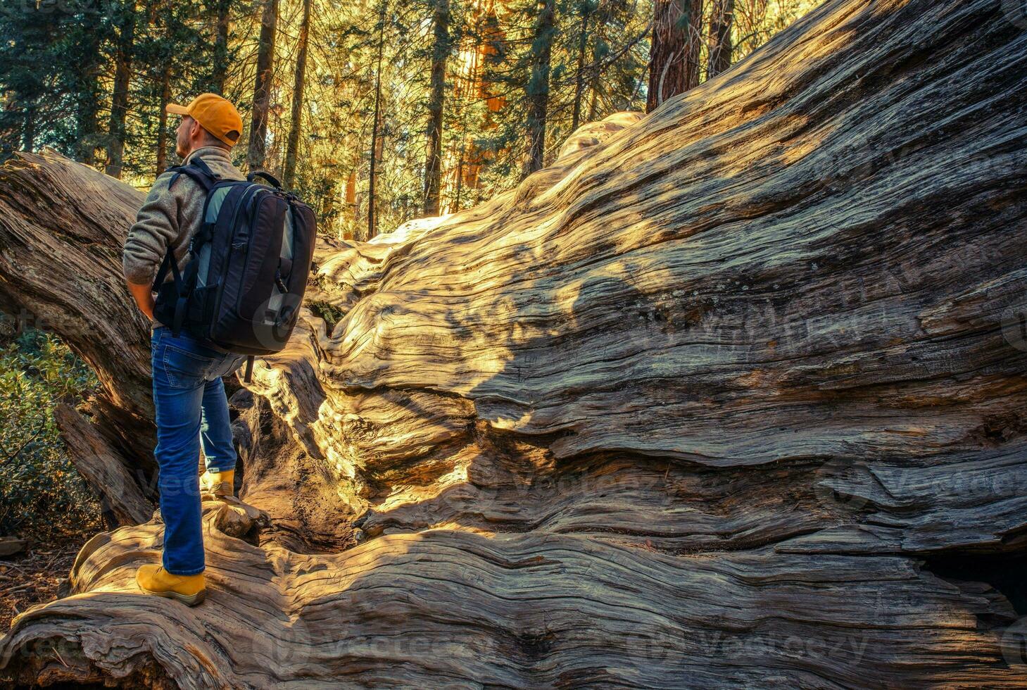Sequoias National Park Hiker photo