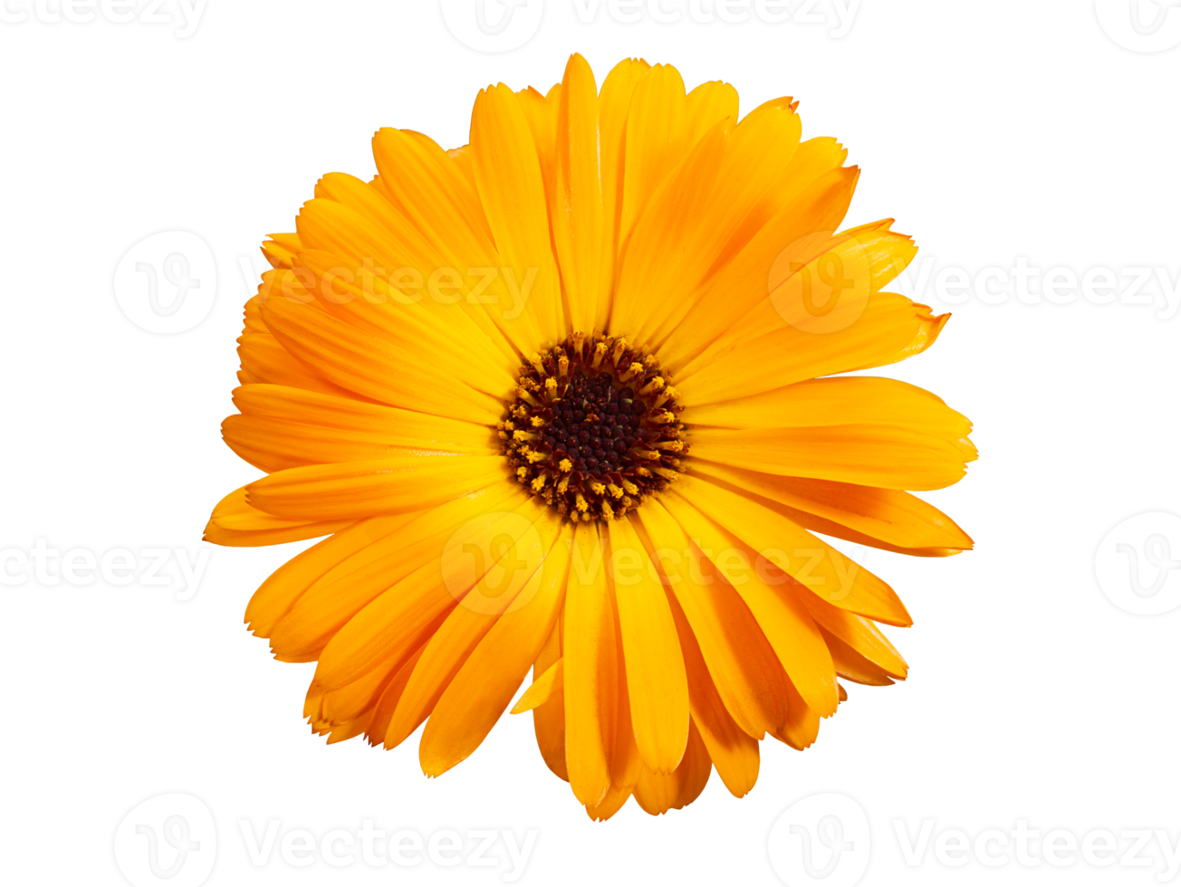 Top view of macro orange flower named osteospermum orange african daisy, Calendula. Marigold flower isolated on background png