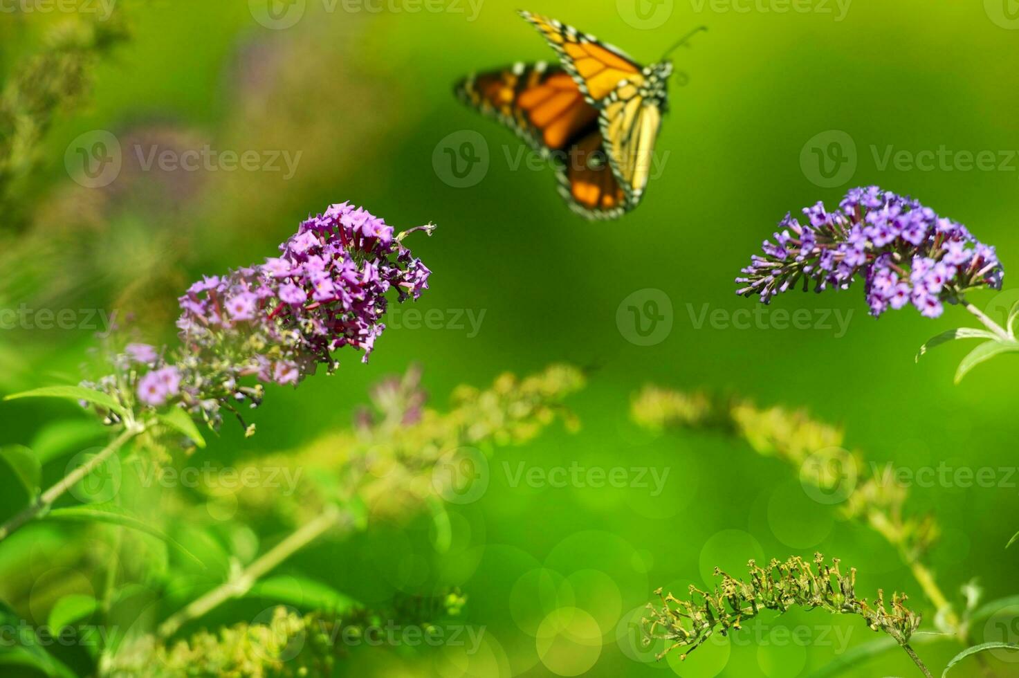 Summer Meadow Close-up photo