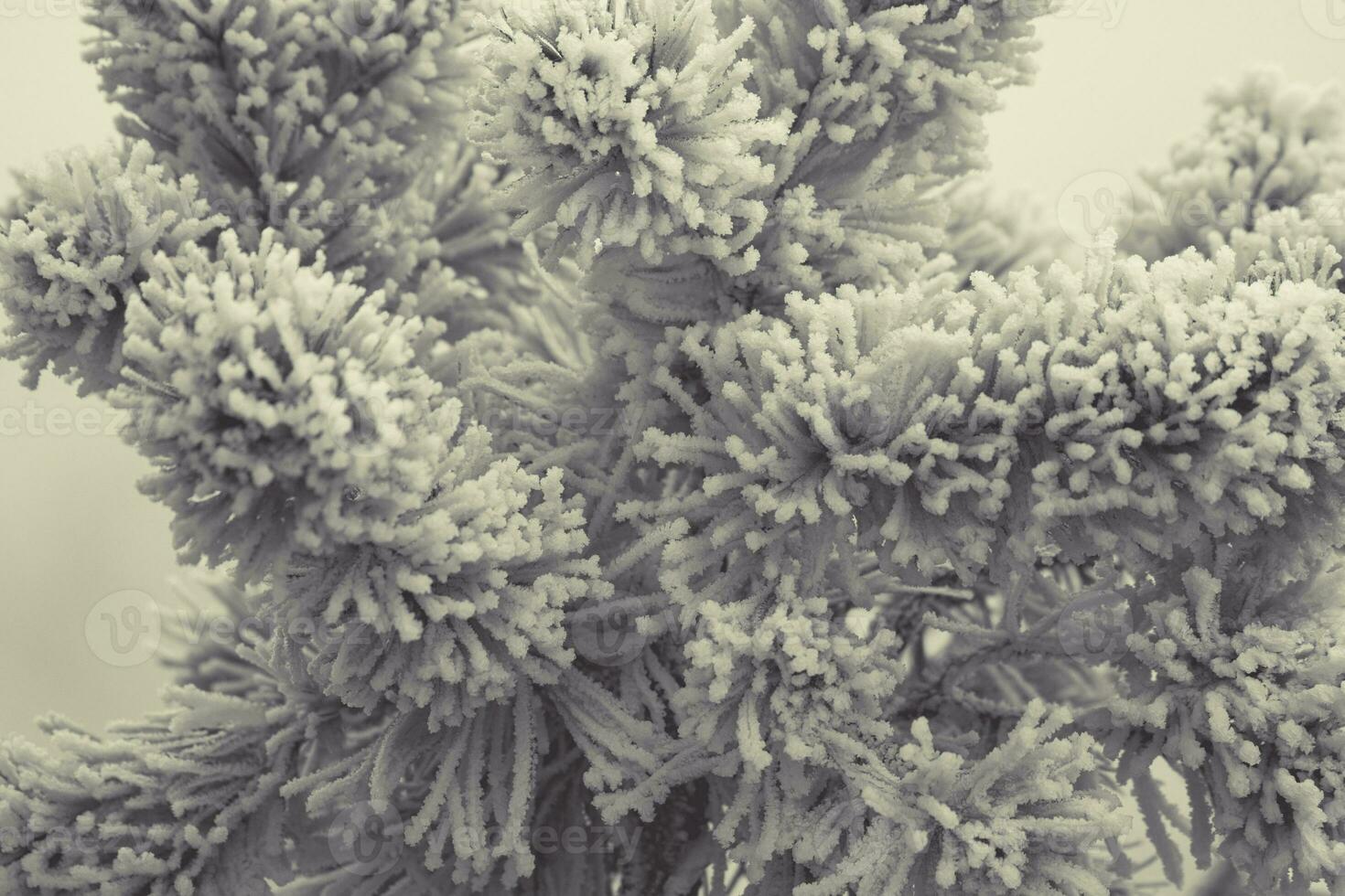 Pine Tree Covered by Frost and Ice photo