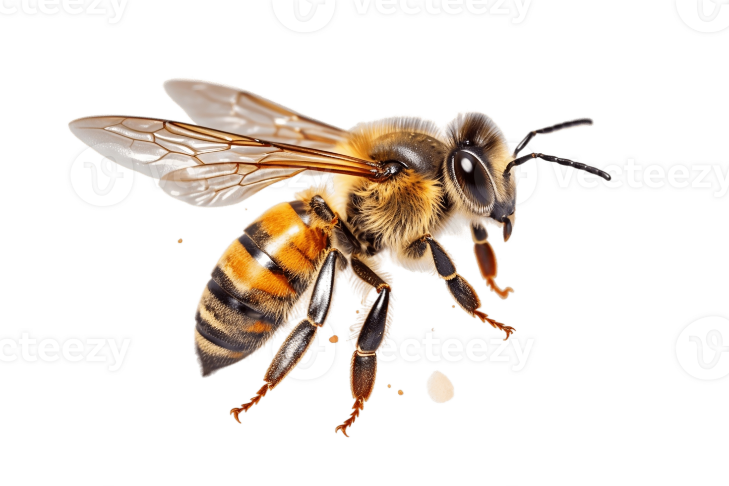 Honey bee isolated on transparent background. AI png