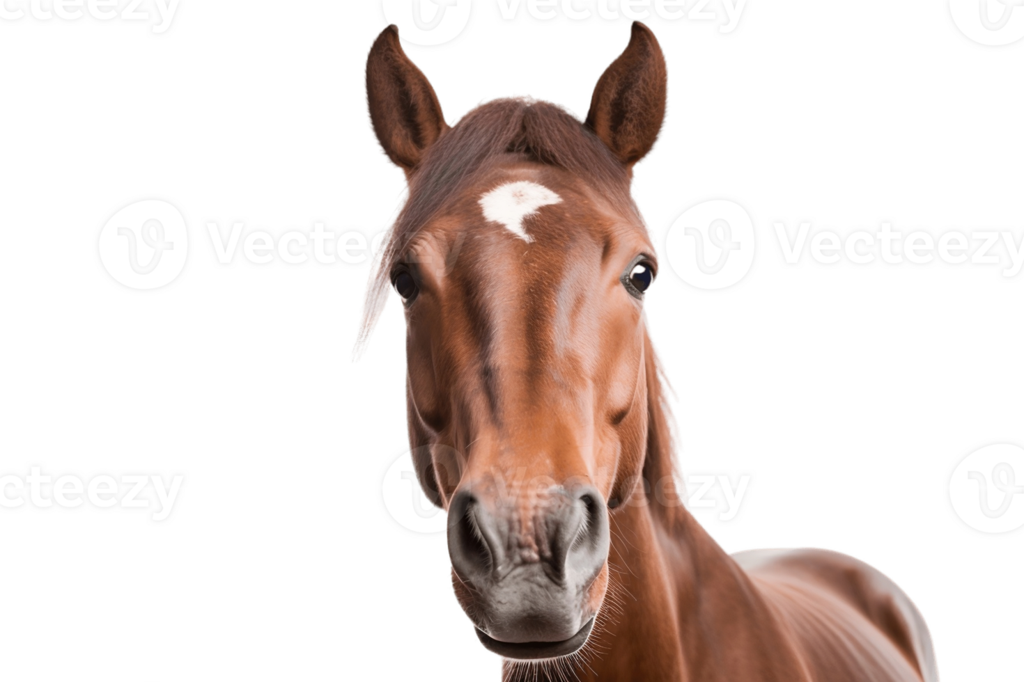 Face Shot of a Horse on Transparent Background. AI png