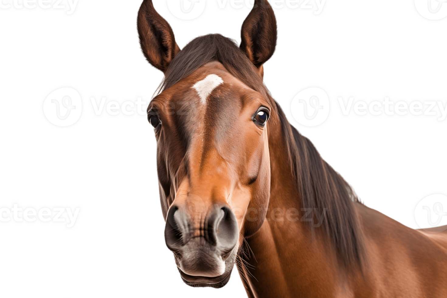 Face Shot of a Horse on Transparent Background. AI png