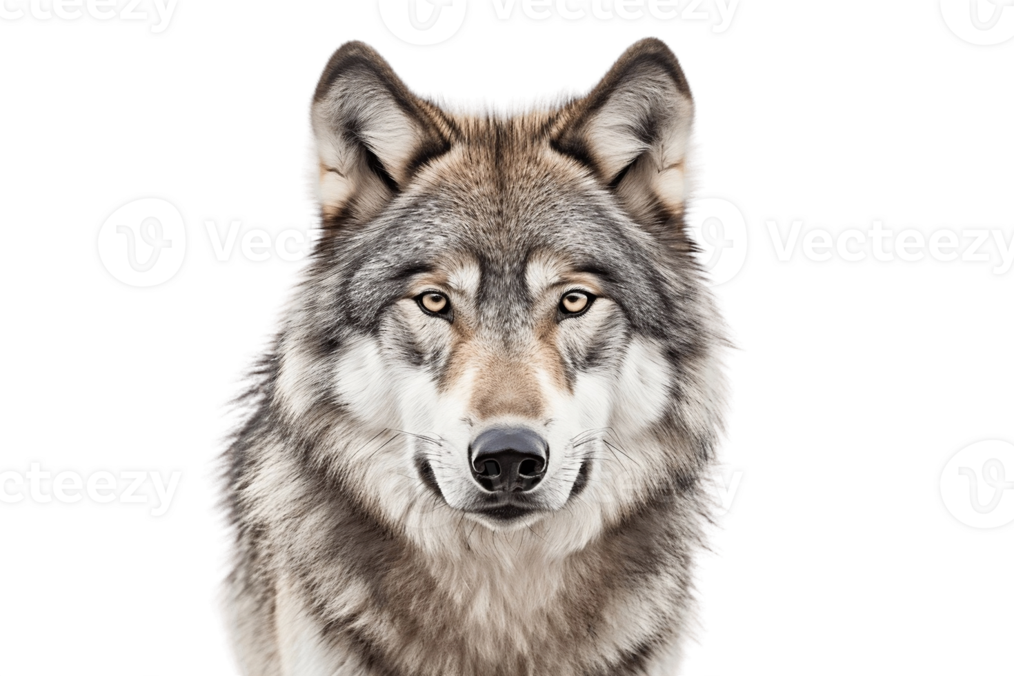 Wolf on Transparent Background. AI png