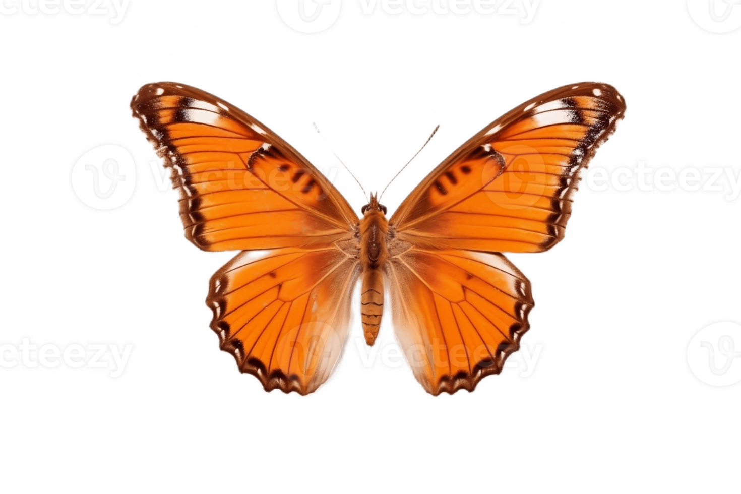 Butterfly Isolated on Transparent Background. AI png
