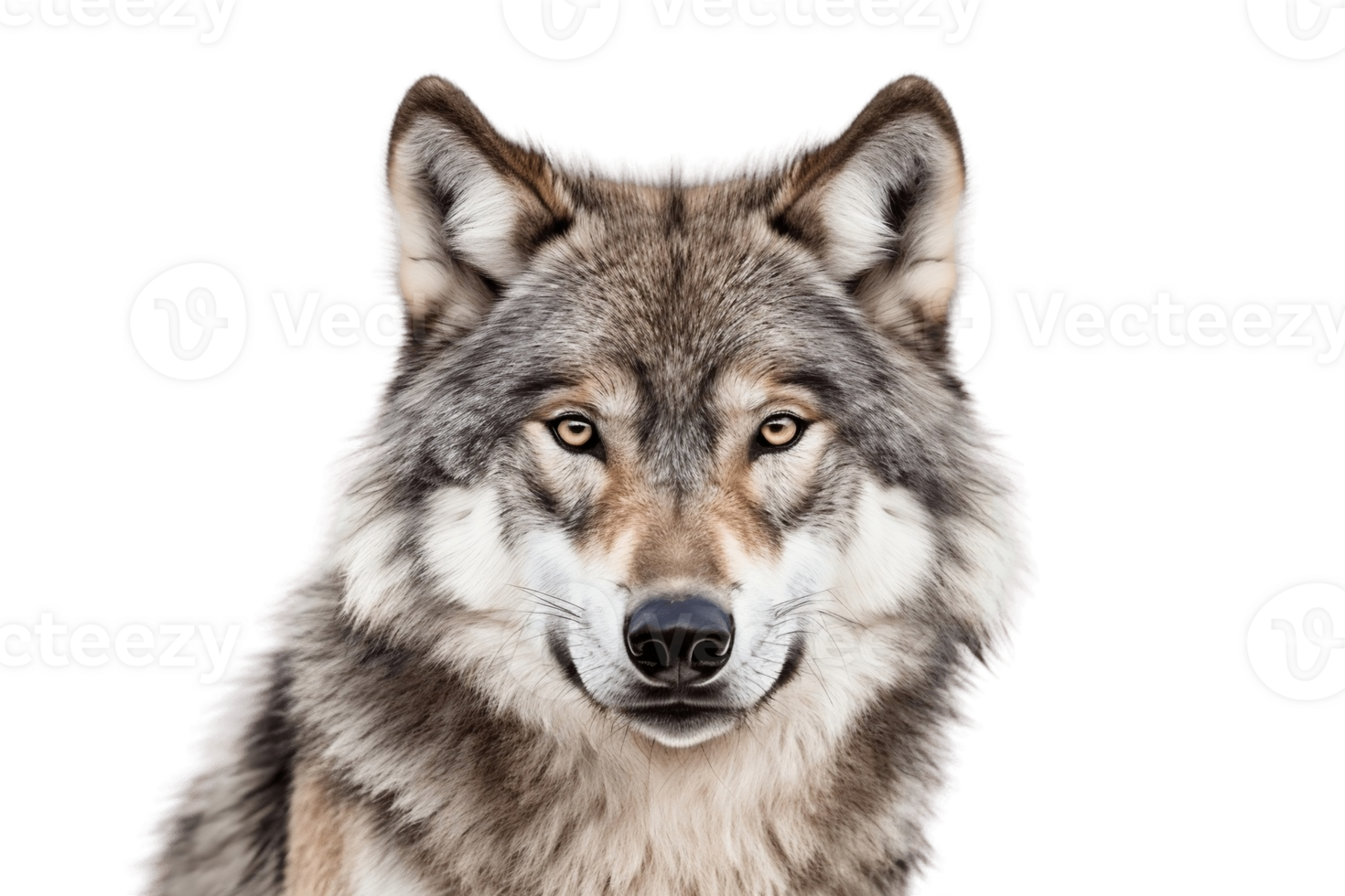 Wolf on Transparent Background. AI png